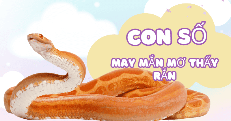 Mơ Thấy Rắn Đánh Con Gì