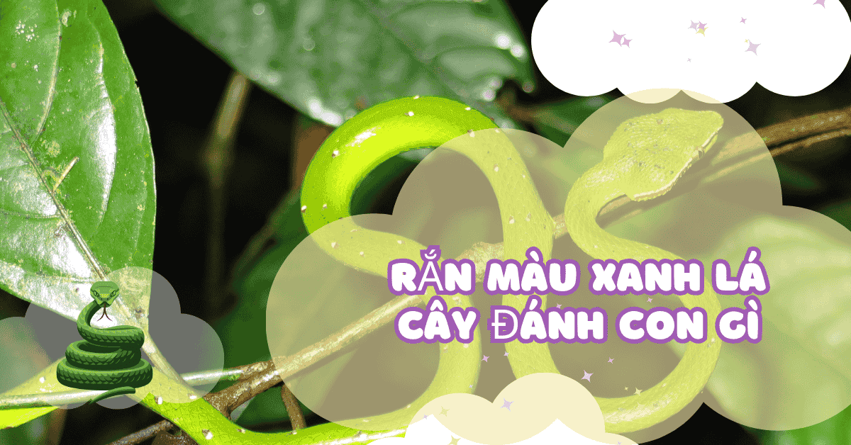 Mơ thấy Rắn Màu Xanh Lá Cây Đánh Con Gì? 2 Kết luận rắn màu xanh lá cây đánh con gì