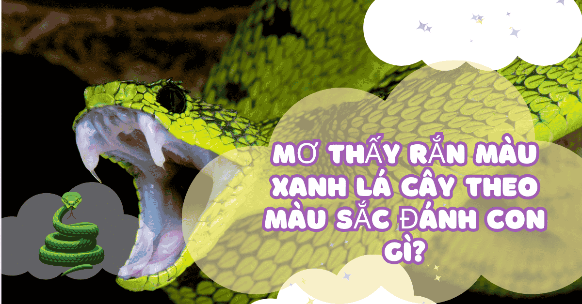 Mơ thấy Rắn Màu Xanh Lá Cây Đánh Con Gì? 1 mơ thấy rắn màu xanh lá cây theo màu sắc đánh còn gì